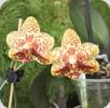 Phal. Yaphon Lobspis Yaphon Goldrose